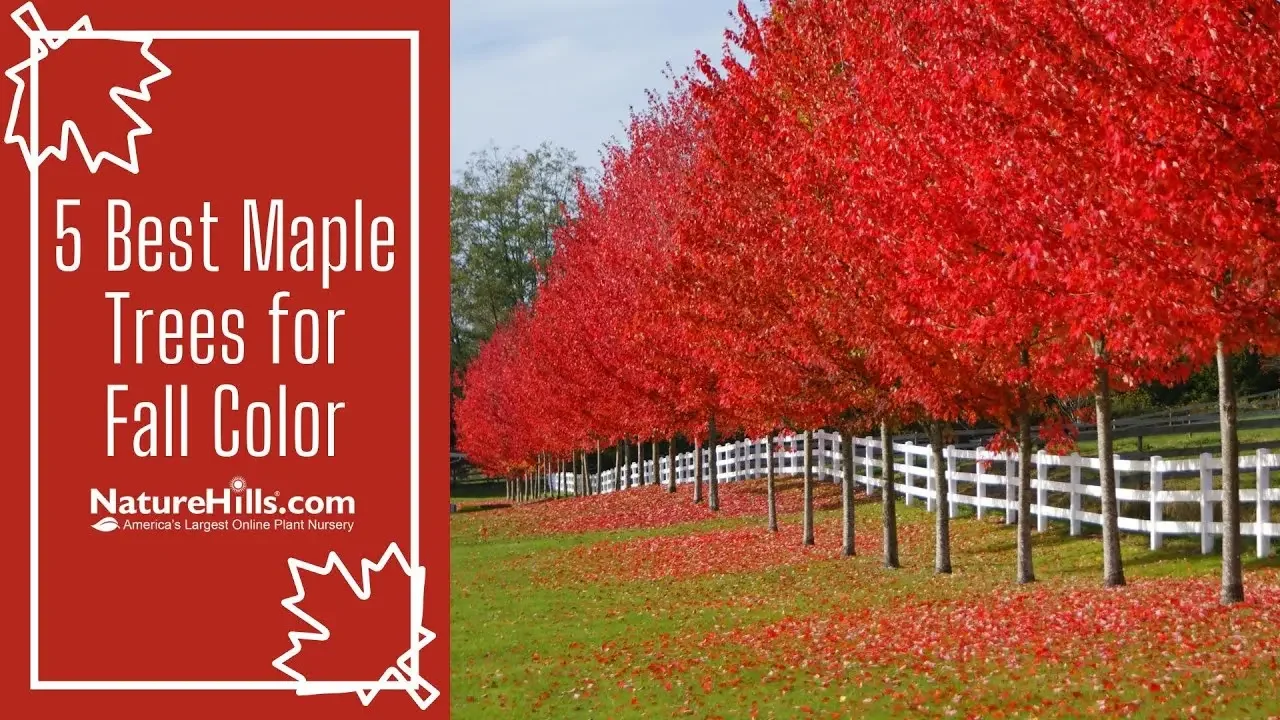 5 Best Maple Trees for Fall Color