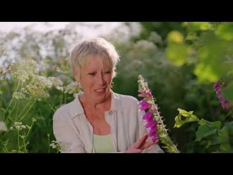 Summer Gardening with Carol Klein🍀Episode 1