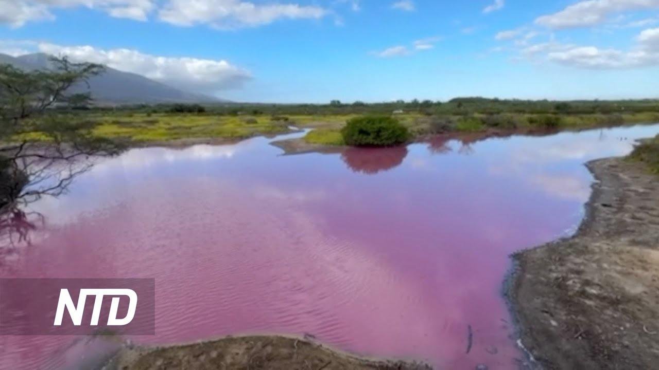 Pond in Maui Refuge Mysteriously Turns Bright Pink