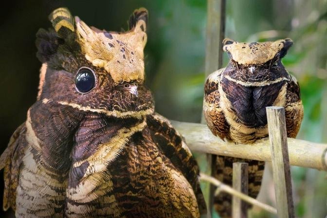 This Amazing Bird Looks Like a Fluffy Baby Dragon—And It Turns Almost Invisible In the Forest