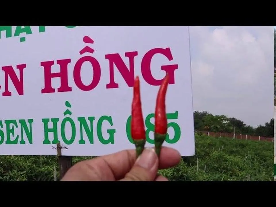 ỚT SEN HỒNG 085 TRỒNG TẠI TÂY NINH