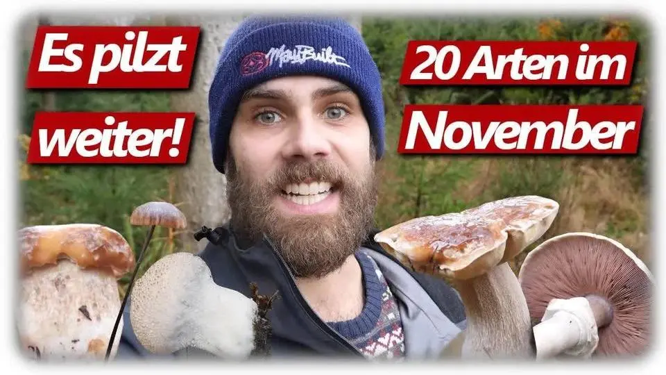 Pilze ohne Ende | Steinpilze, Champignons, Parasol, ACE Pilze | 20 Arten im November 2023