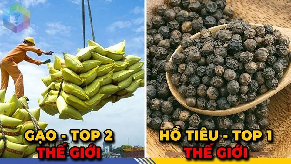 8 Thứ Việt Nam Xuất Khẩu Đứng TOP Đầu Thế Giới – Bất Ngờ Số 3 Quá Tự Hào [Top 1 Khám Phá]