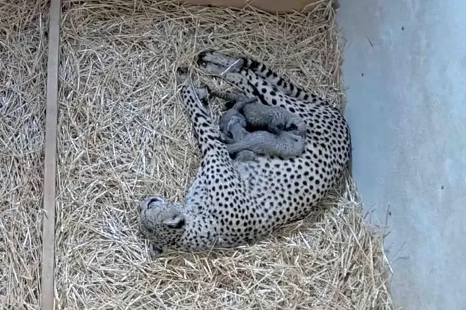 Etosha embraced the new cub, perhaps not even noticing he was not of her own litter. (Courtesy of Cincinnati Zoo & Botanical Garden)