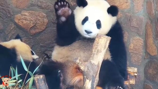 Cute panda video collection，Filmed in Chinese panda culture 2018 | Pet Channel