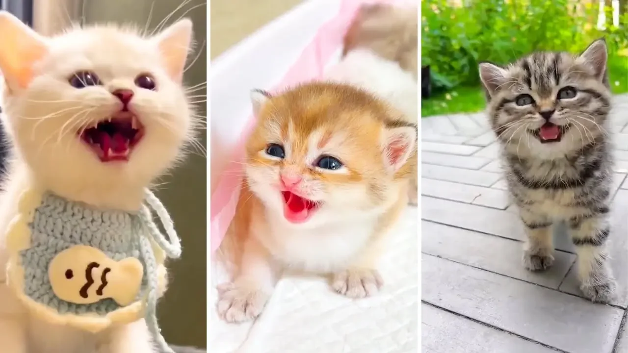 Newborn Kittens Meowing Kitten Sounds Sounds to Attract Cats