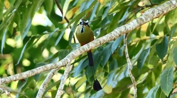 Birds of Costa Rica | Animal World
