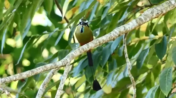 Birds of Costa Rica | Animal World