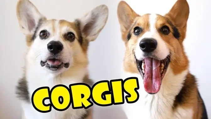 CORGIS - Comparing Personality in Dog Breed || Extra After College