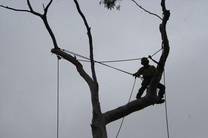 Reasons for Selecting Professional Tree-Cutting Services