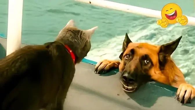 The Funniest Cats and Dogs Videos of 2024! 🤣🐶Funny Dogs and Cats Make You Unable To Stop Laughing😻🐶