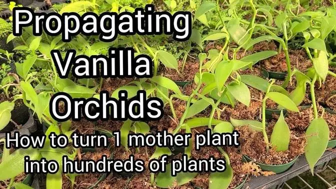 How to Grow and Propagate Vanilla Orchids From Cuttings. Tips from a Commercial Orchid Grower