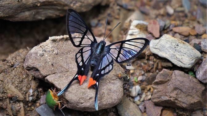 Chorinea octauius Bolivia 2018 | Videos | The Beauty Of Nature | Gan ...