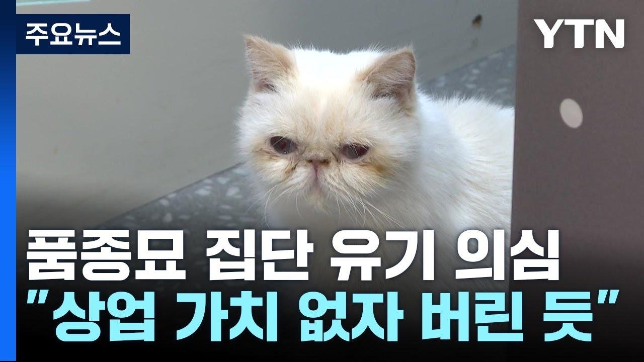 고양이 20마리 집단 유기 의심...동물 단체 "형사 고발 예정" / YTN