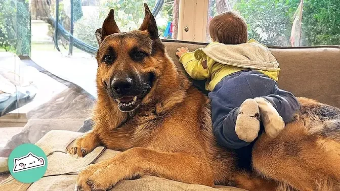 3 Giant Shepherds Cuddle and Protect Their Babies | Cuddle Buddies