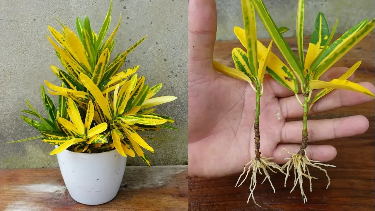 How to propagate croton plants from stem cuttings Easy method