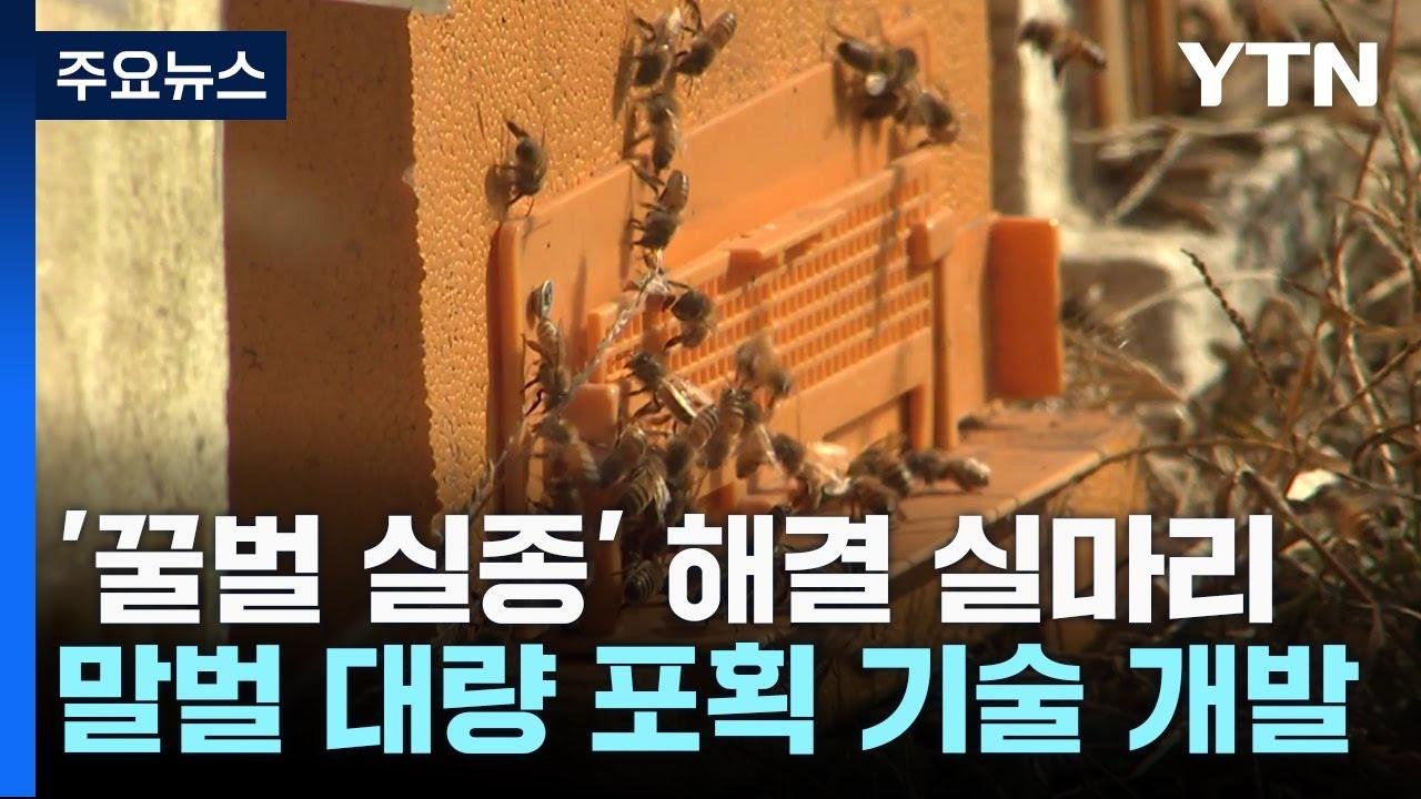 '꿀벌 실종 원인' 등검은말벌 대량 포획 길 열려 / YTN