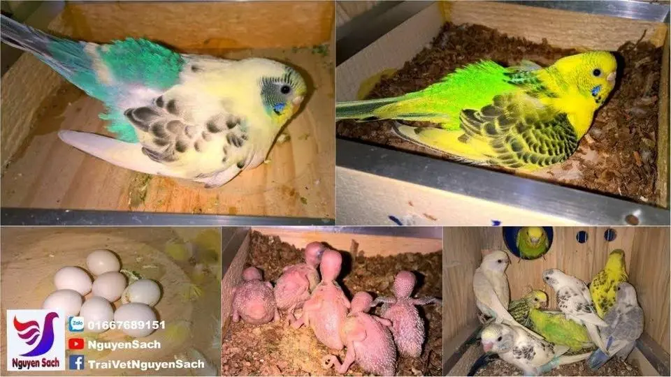 ✅ Bộ Sưu Tập Màu Sắc Của Chim Yến Phụng - Picture Budgerigar || Nguyên Sách – Tập 48