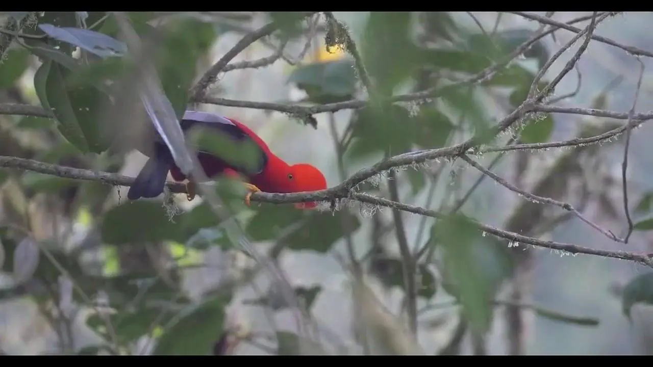 Andean Cock Of The Rock Mating Ruitual