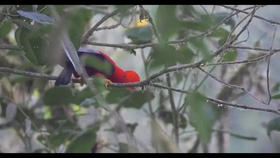 Andean Cock Of The Rock Mating Ruitual