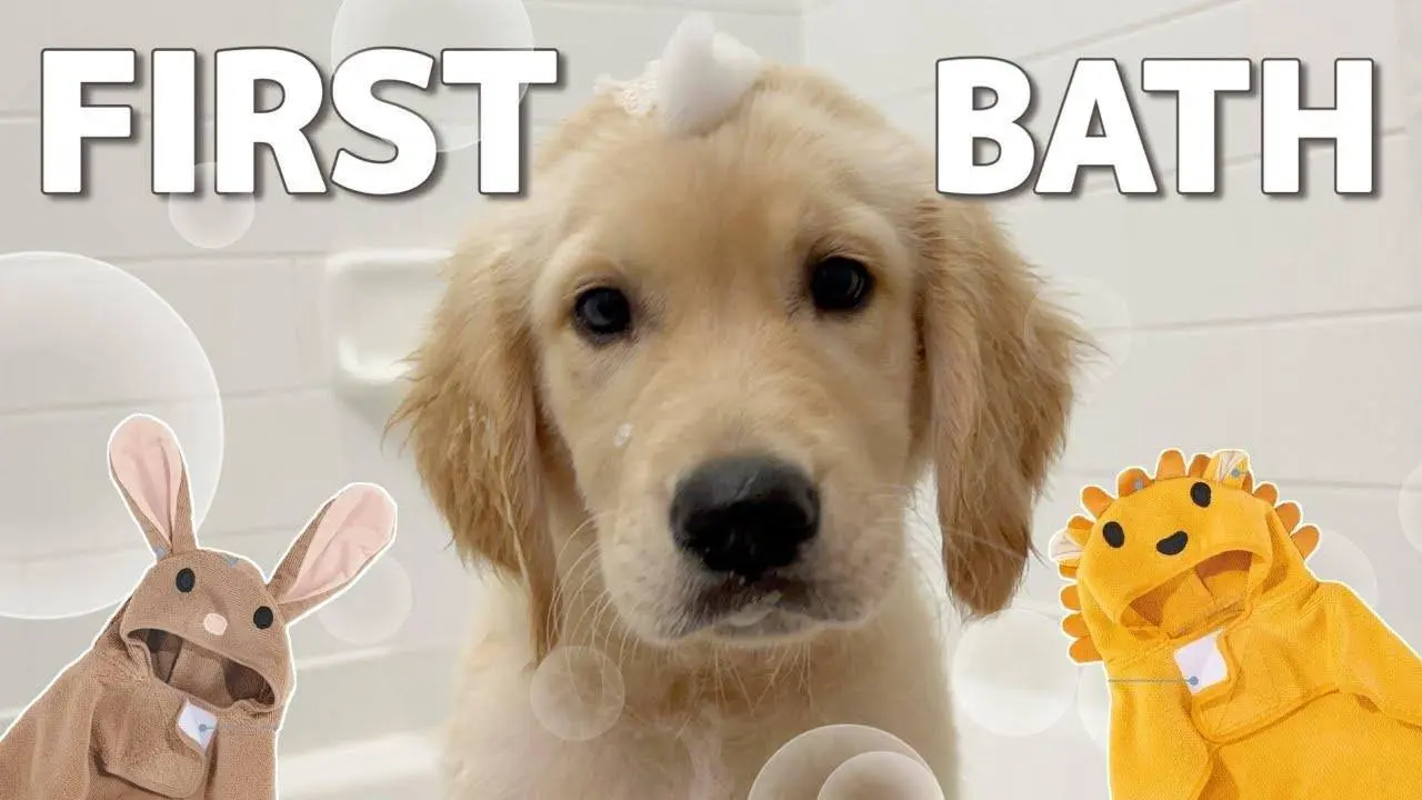 2 Months Old Golden Retriever Puppy First Bath with Big Sister!