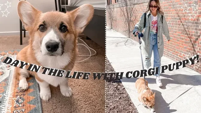 DOG VLOG_ day in the life with puppy! _ corgi bath time, dog park, and shopping at PetSmart!