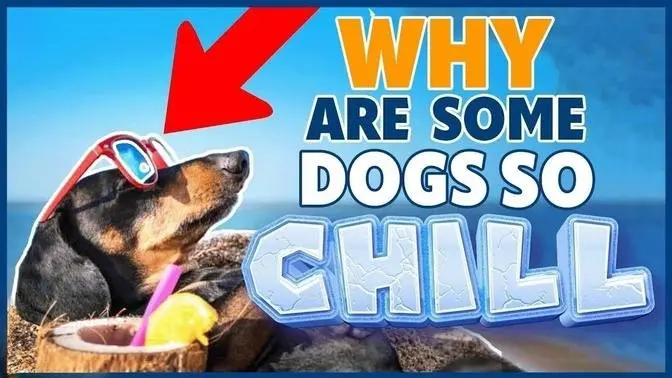 Self Regulation Helping Shy, Hyper, Anxious Or Fearful Dogs To A Better Life