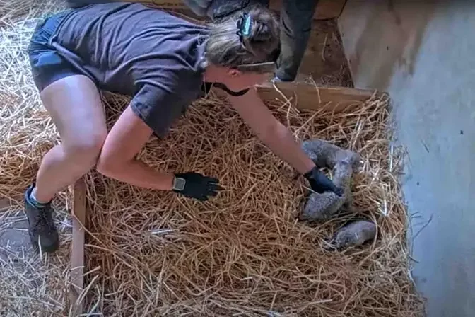 The male cub was then introduced to his new cheetah siblings. (Courtesy of Cincinnati Zoo & Botanical Garden)