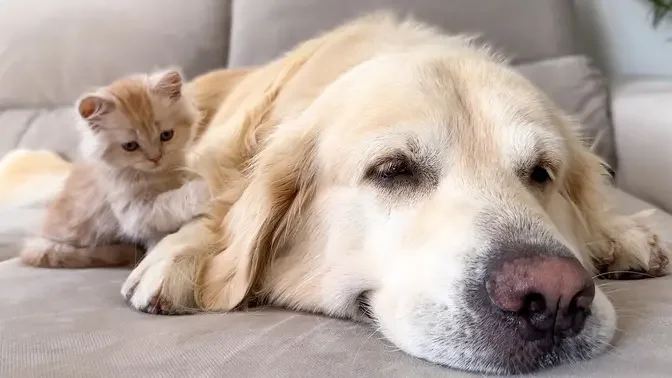 Tiny Kitten Wakes Up Golden Retriever [Cutest Video]