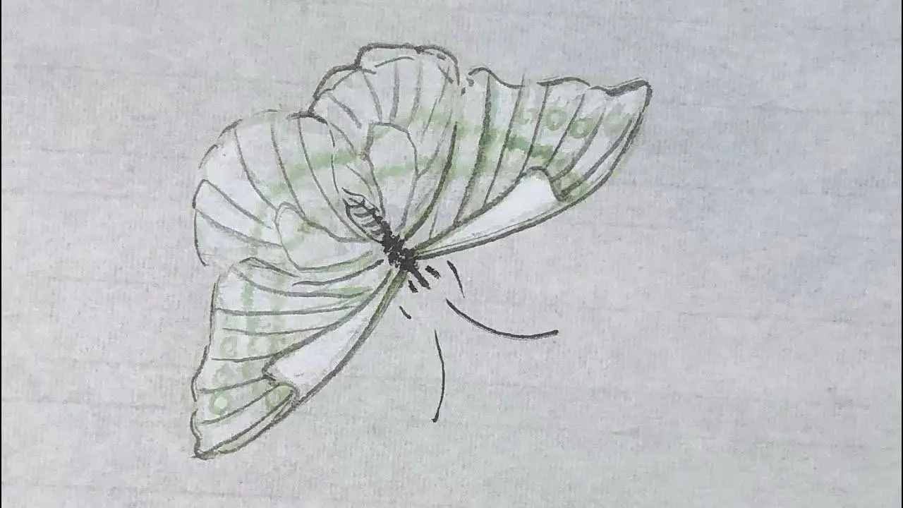 谷僧中国画写意蝴蝶，水墨彩蝶画法