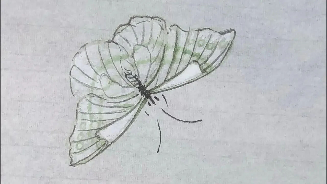 谷僧中国画写意蝴蝶，水墨彩蝶画法