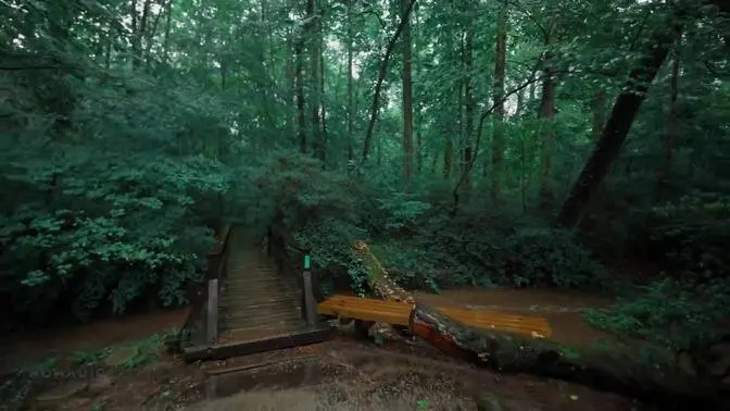 Walking in the rain forest, nature sounds suitable for sleep Walking in the rain forest, nature sounds suitable for sleep