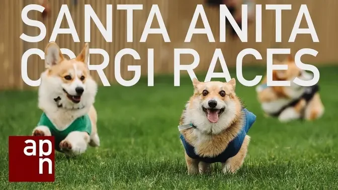 Corgi Racing at Santa Anita Park