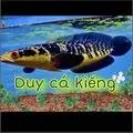 Duy cá kiểng
