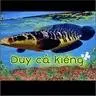 Duy cá kiểng