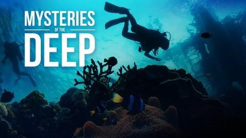 S1E18 Shark Frenzy
