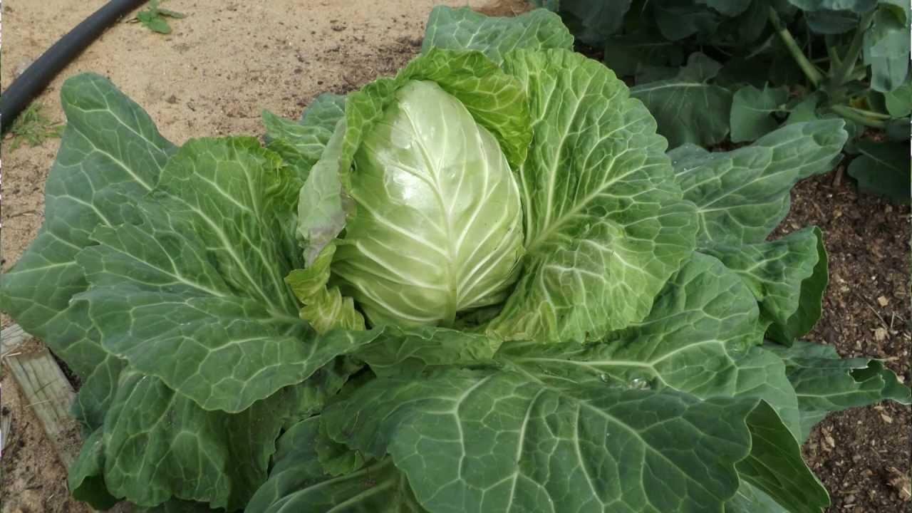 Fall Garden and Hydroponic Cabbage Update