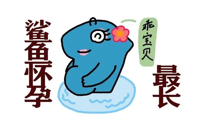 鲨鱼的怀孕时间超长，没出生就要吃掉兄弟姐妹！ #科普 #知識 #生物 #海洋生物 # 鯊魚 #奇闻趣事 