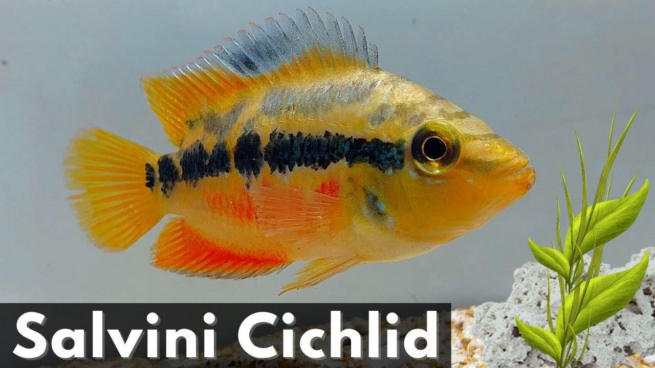 The Beautiful and Vibrant Salvini Cichlid: Complete Guide (Cichlasoma ...