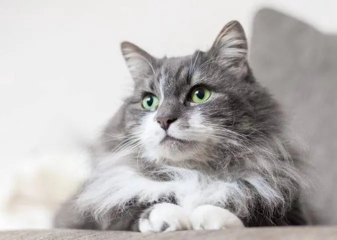 Forensic Analysis of Cat Hair DNA Could Catch Criminals