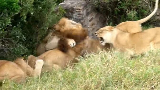 Wildlife: Two Lions Fight to See Who's King! | Animal World