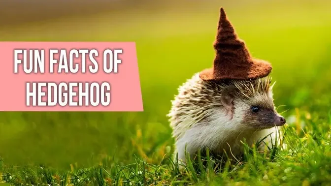 Fun Facts About Hedgehog | FACTS About Hedgehogs You Should Know