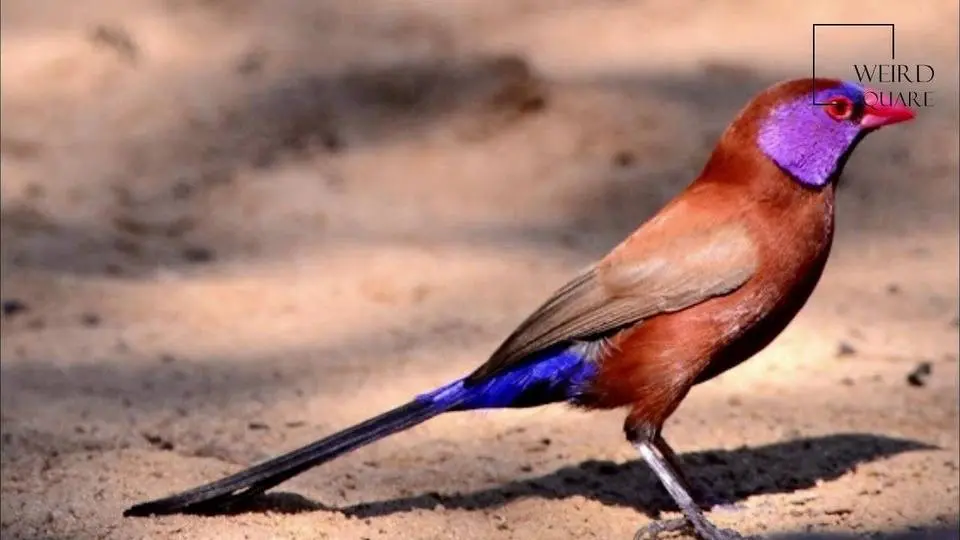 Interesting facts about violet eared waxbill by weird square
