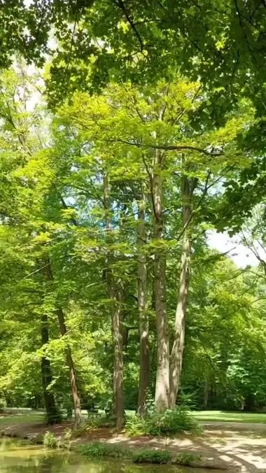 慕尼黑英国公园 #旅游