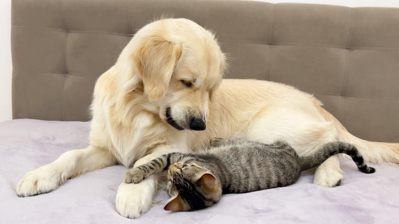 What Does a Golden Retriever do When he Meets a Naughty Kitten