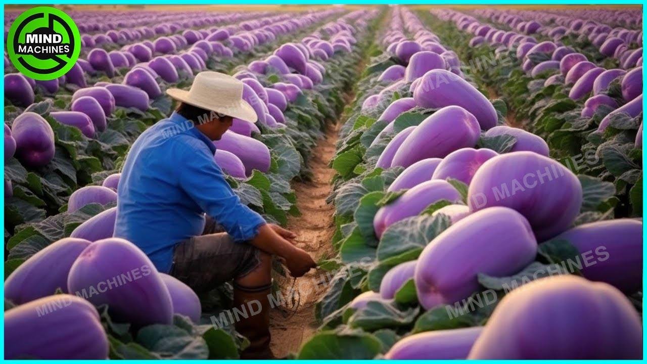 The Most Modern Agriculture Machines That Are At Another Level,How To Harvest Watermelon In Farm ▶13