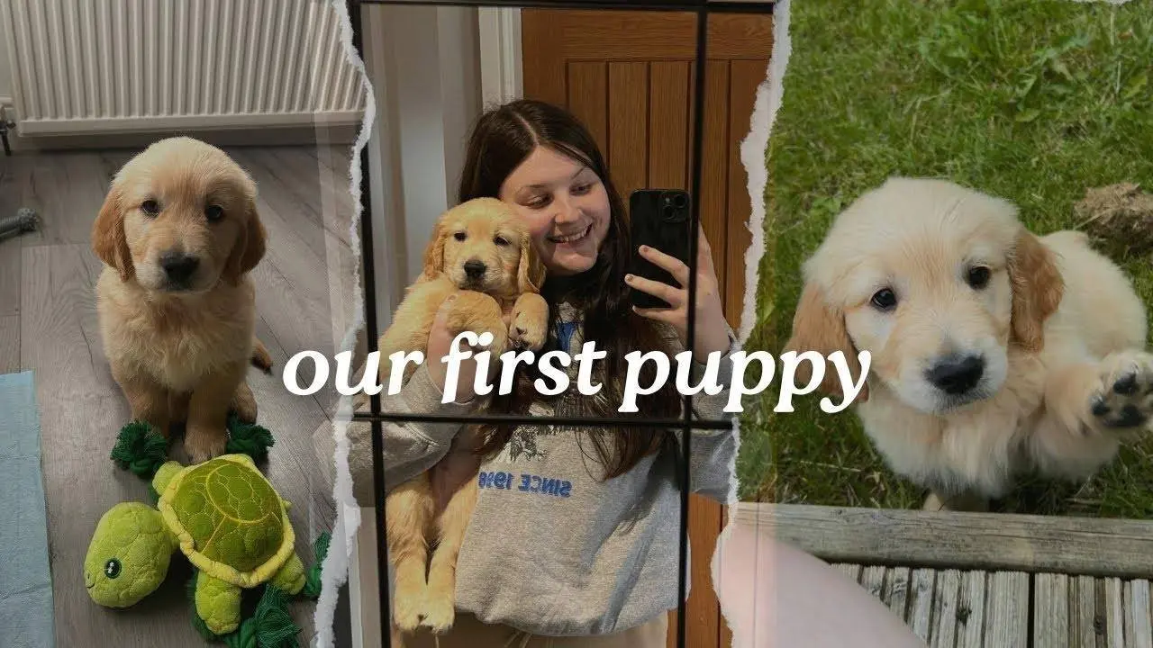 BRINGING OUR GOLDEN RETRIEVER PUPPY HOME | UK | WITH TWO RAGDOLL CATS | 9 WEEKS OLD