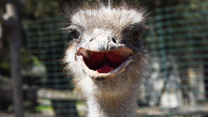 Beloved Ostrich at Kansas Zoo Dies After Swallowing Worker’s Keys