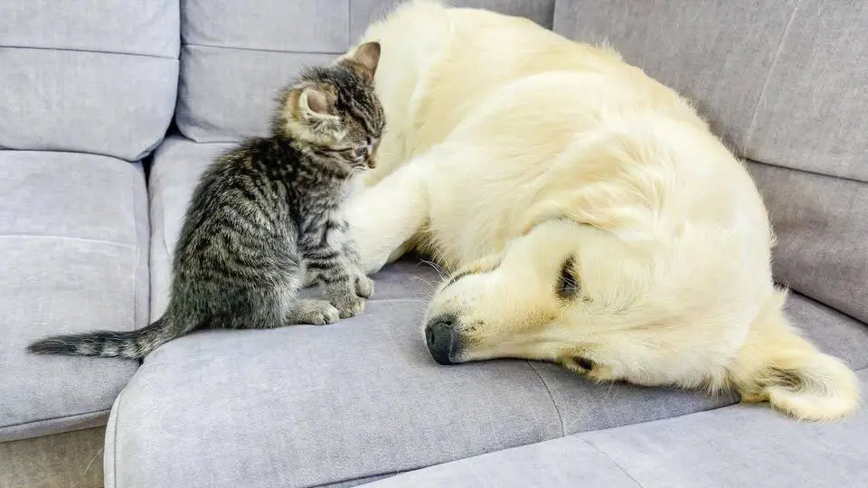 Golden Retriever Shows Tiny Kitten who's Boss on the Couch (So Funny!!)