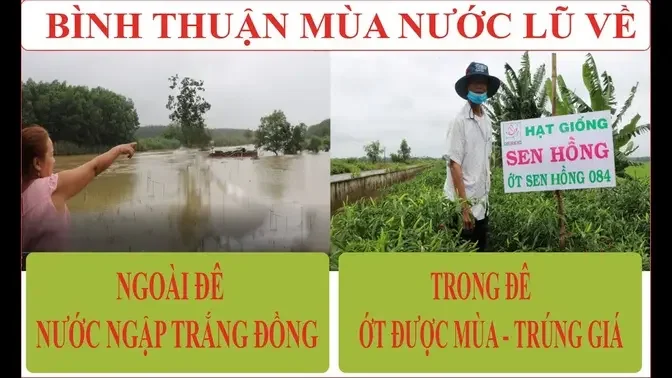 ỚT SEN HỒNG 084 TRỒNG TẠI BÌNH THUẬN VÀO MÙA MƯA THÁNG 10 NĂM 2021